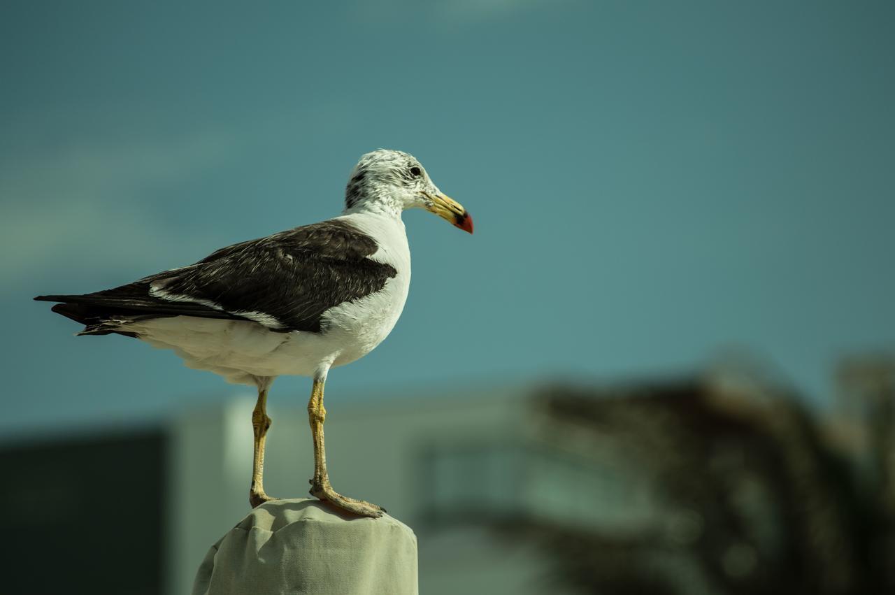 Apartamento Frente A Islas Ballestas 帕拉卡斯 外观 照片